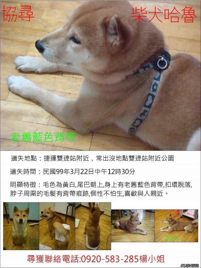 我不想放棄!!請大家幫我找哈魯!拜託拜託!!