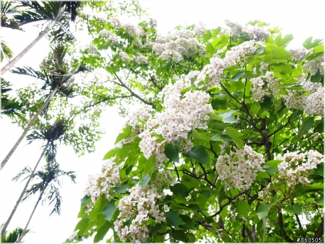【桐花雪月】誰把桐花地毯打溼了?