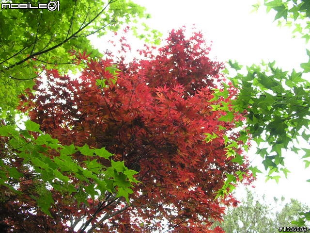 (長文+多圖) 2010/3/30-31 沒啥計劃的台灣3/4周雙點三塔兩日行~(更新完畢)~