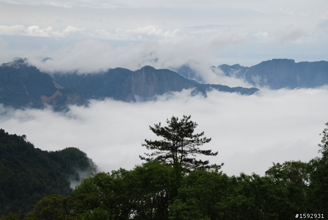 阿里山塔塔加232km一日遊