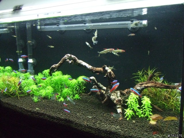 2尺新設缸~~(更新4/25~新進魚)
