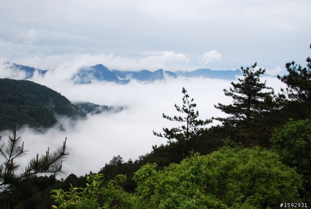 阿里山塔塔加232km一日遊