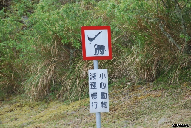 阿里山塔塔加232km一日遊