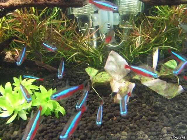 2尺新設缸~~(更新4/25~新進魚)