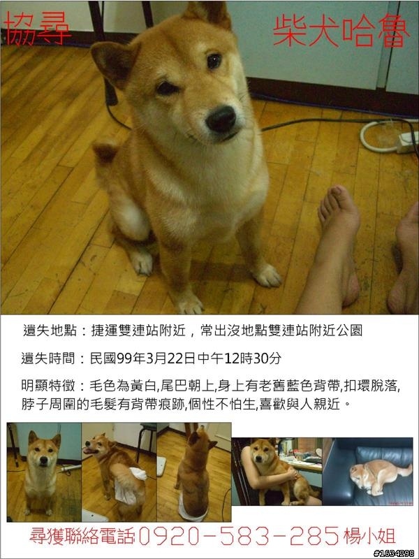 我不想放棄!!請大家幫我找哈魯!拜託拜託!!