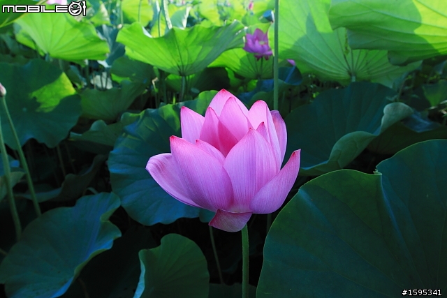 【燒燙燙號招】::: 2010 荷花 蓋大樓囉,歡迎各家朋友相挺! ::::
