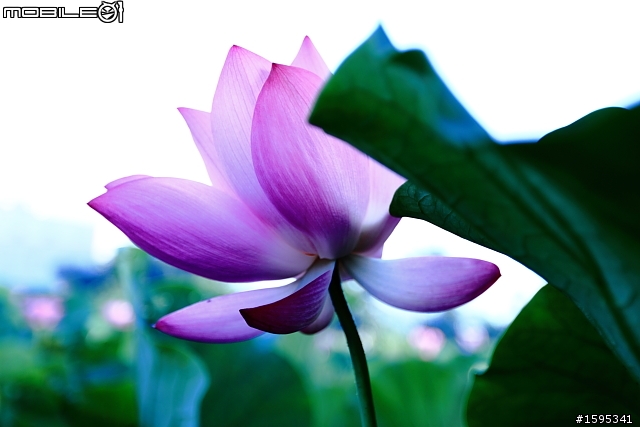 【燒燙燙號招】::: 2010 荷花 蓋大樓囉,歡迎各家朋友相挺! ::::