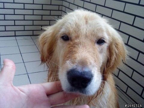 憨憨的黃金獵犬認養