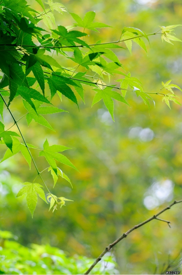 分享你的 "散景像溶化的奶油" 相片