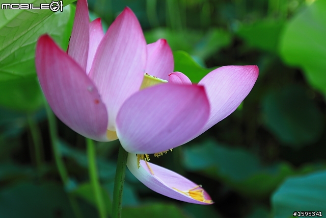 【燒燙燙號招】::: 2010 荷花 蓋大樓囉,歡迎各家朋友相挺! ::::