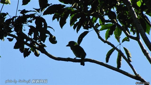 桃源谷-草嶺古道啞口越嶺