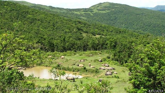 桃源谷-草嶺古道啞口越嶺