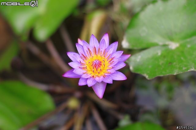 【燒燙燙號招】::: 2010 荷花 蓋大樓囉,歡迎各家朋友相挺! ::::