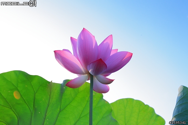 【燒燙燙號招】::: 2010 荷花 蓋大樓囉,歡迎各家朋友相挺! ::::