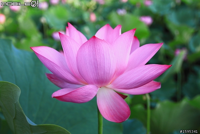 【燒燙燙號招】::: 2010 荷花 蓋大樓囉,歡迎各家朋友相挺! ::::