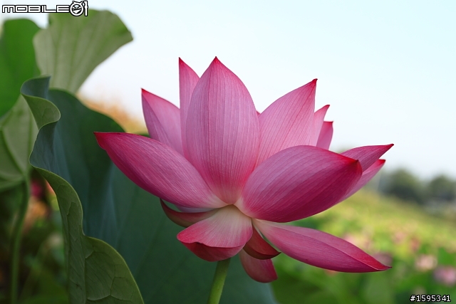 【燒燙燙號招】::: 2010 荷花 蓋大樓囉,歡迎各家朋友相挺! ::::