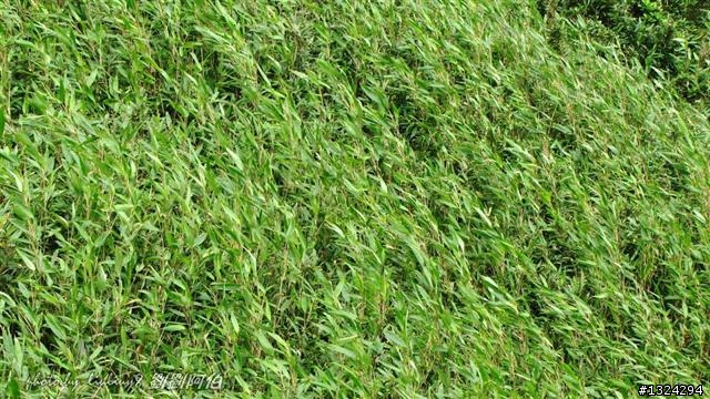 桃源谷-草嶺古道啞口越嶺