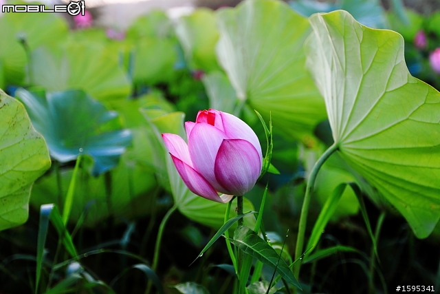 2010高雄大樹荷花田