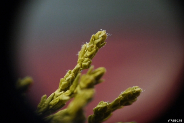 GF1+20mm/f1.7+Nikon 35mm/f2.8手動鏡=Macro