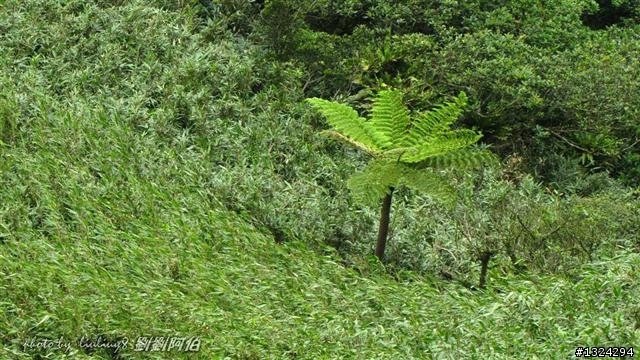 桃源谷-草嶺古道啞口越嶺