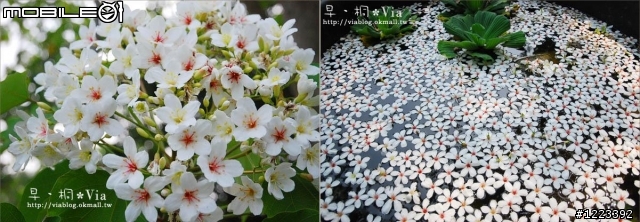 2010客家桐花季@香格里拉