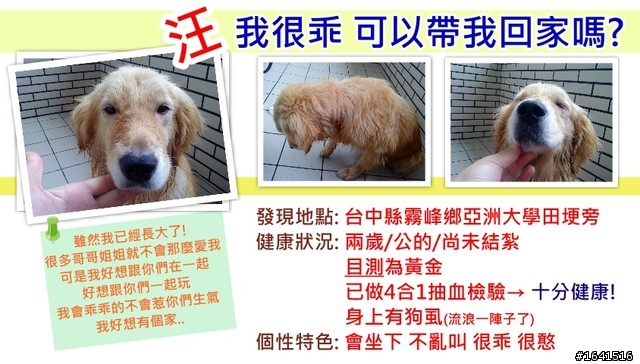 憨憨的黃金獵犬認養