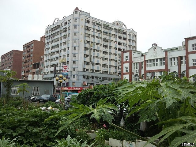 綠心巨人- SE Hazel 入手 _ ( PK C901 )