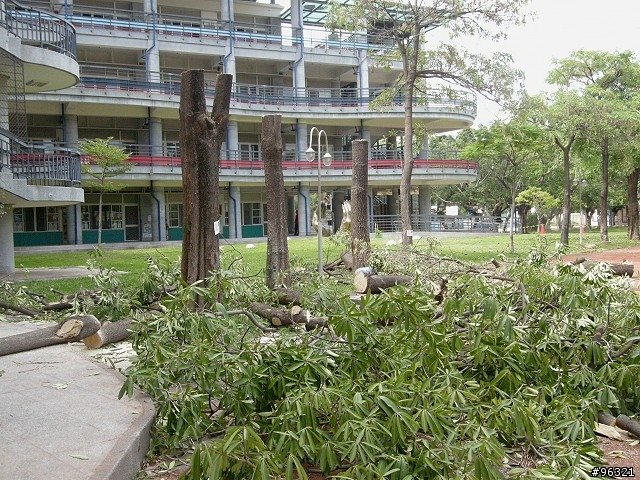 一個愛砍樹的城市!!一年後update~