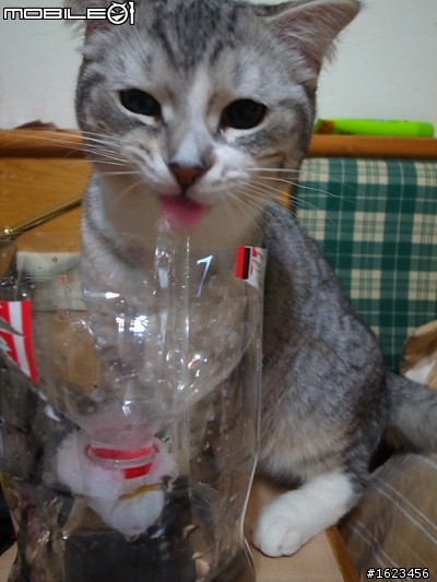 『DIY』貓咪飲水過濾器