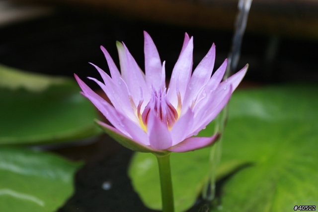 懶人花圃DIY 第二集 (空中迷你花圃)