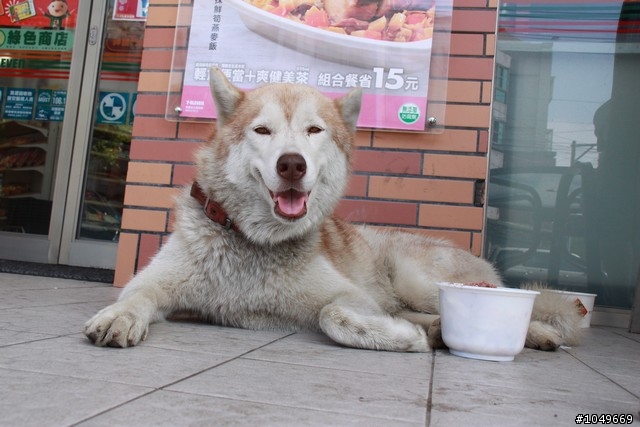 7-11門口被拋棄的漂亮哈士奇 6/29號 更新 於第一頁!!