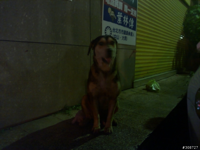 幫個忙~認狗&推薦飼料(更新圖片6/15)