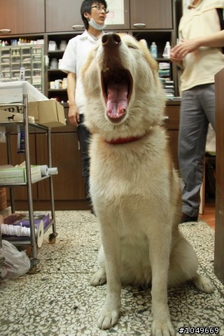 7-11門口被拋棄的漂亮哈士奇 6/29號 更新 於第一頁!!