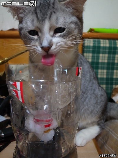 『DIY』貓咪飲水過濾器