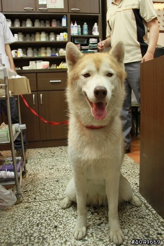 7-11門口被拋棄的漂亮哈士奇 6/29號 更新 於第一頁!!