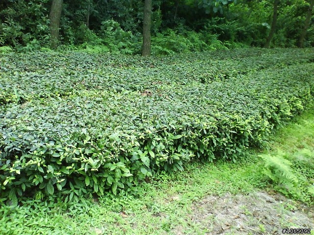 【分享】蘇州金雞湖畔輕鬆騎!