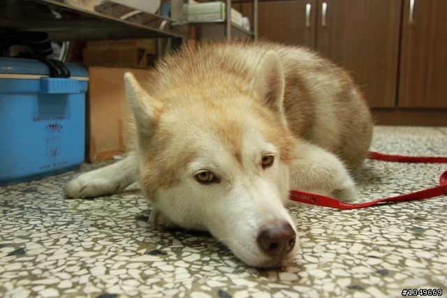 7-11門口被拋棄的漂亮哈士奇 6/29號 更新 於第一頁!!