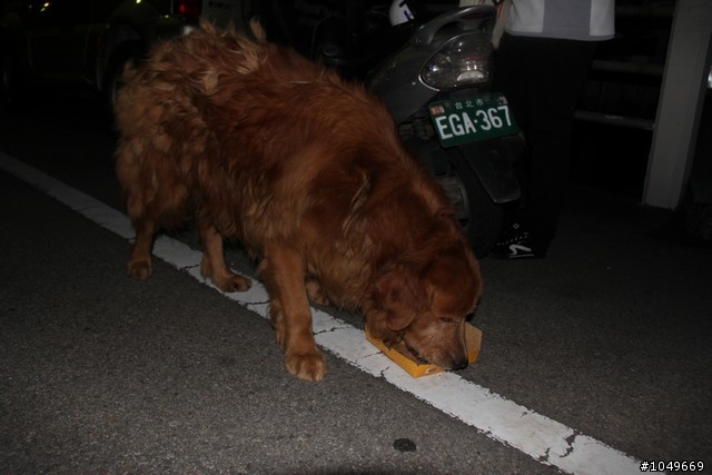 救救豐原路邊流浪黃金 6/5號最新情形 (更新在第一頁)