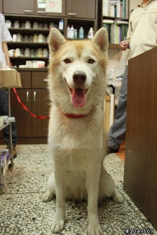 7-11門口被拋棄的漂亮哈士奇 6/29號 更新 於第一頁!!