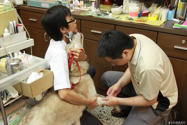 7-11門口被拋棄的漂亮哈士奇 6/29號 更新 於第一頁!!
