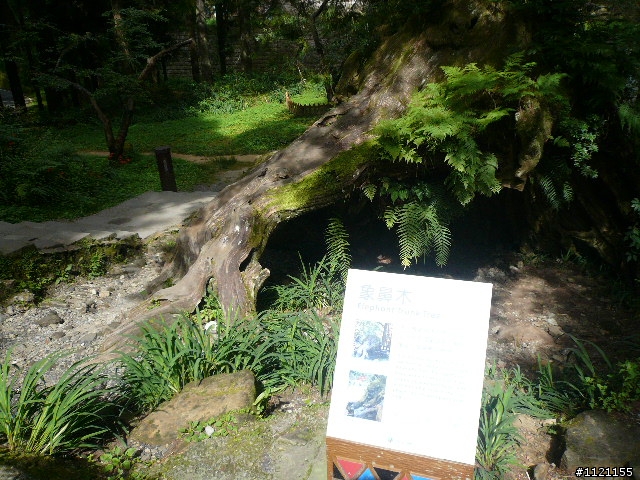 阿里山消暑去