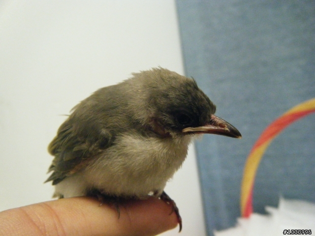 撿到~白頭翁幼鳥!飼養方式?