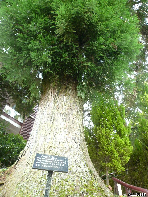 阿里山消暑去