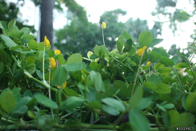 GH1 17mm F2.8對比NEX3 16mm F2.8