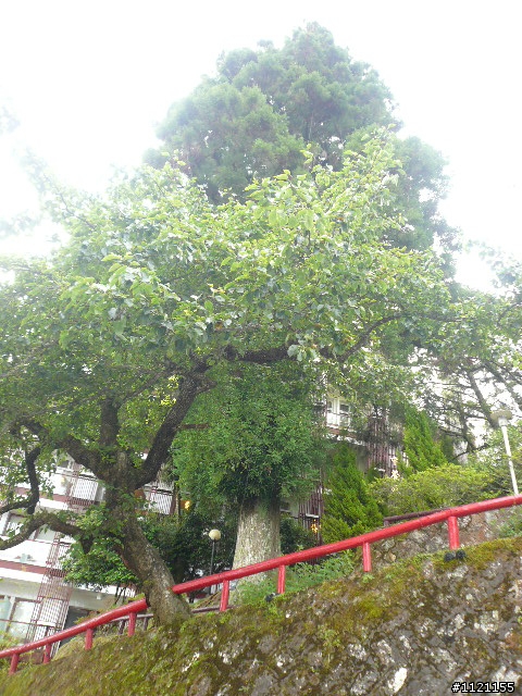 阿里山消暑去