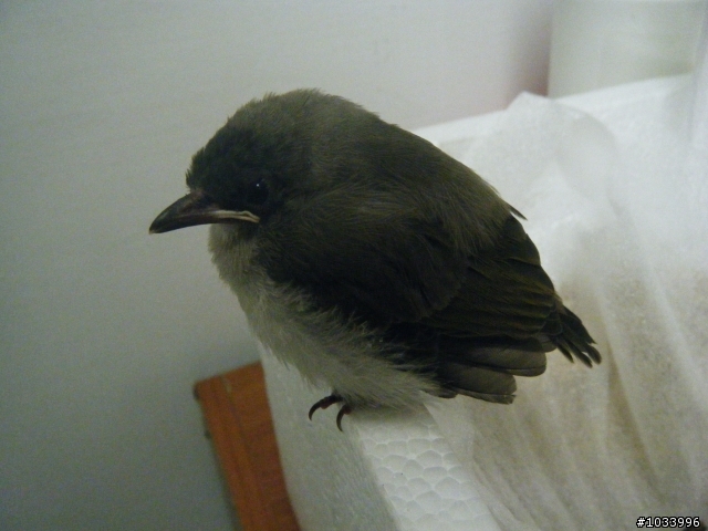撿到~白頭翁幼鳥!飼養方式?