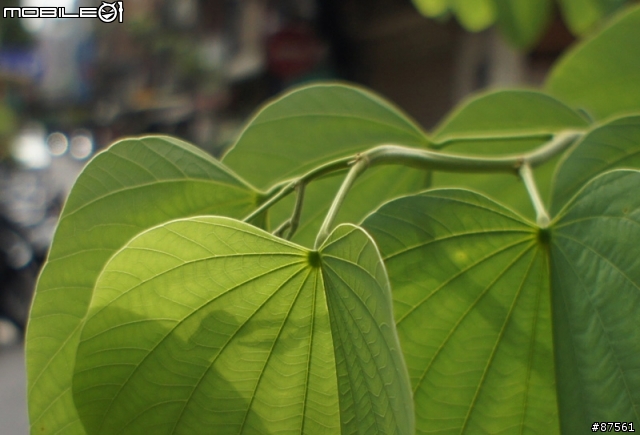 NEX-5 接 SONY 16mm F2.8 及轉接 NIKON 16-35mm F2.8 測試