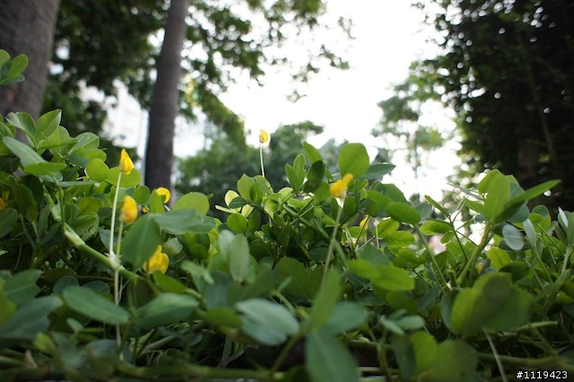 GH1 17mm F2.8對比NEX3 16mm F2.8