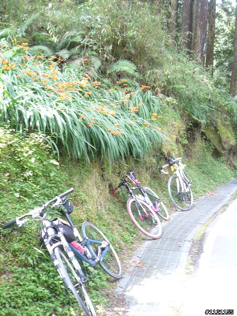 阿里山消暑去