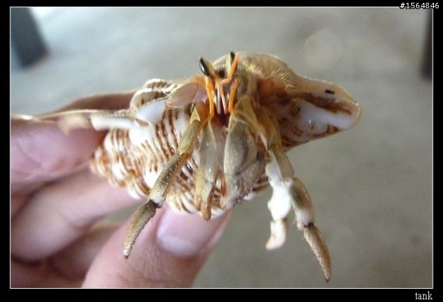 我的南國夏天!小牙籤遊馬來西亞~